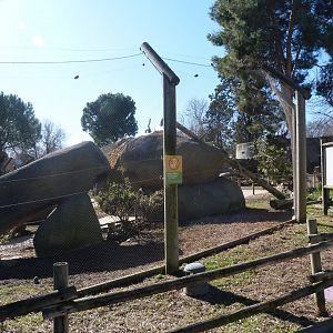 Black-and-white ruffed lemur, Ring-tailed lemur and Common brown lemur exhibit -Zoo Aquarium de Madrid (2025)