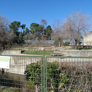 Asiatic lion exhibit -Zoo Aquarium de Madrid (2025)