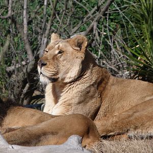 Asiatic lion -Zoo Aquarium de Madrid (2025)