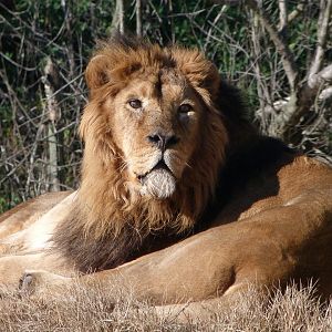Asiatic lion -Zoo Aquarium de Madrid (2025)