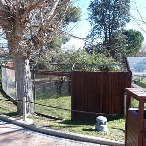 Black-and-white ruffed lemur exhibit -Zoo Aquarium de Madrid (2025)