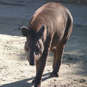 South American tapir -Zoo Aquarium de Madrid (2025)
