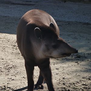 South American tapir -Zoo Aquarium de Madrid (2025)