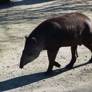 South American tapir -Zoo Aquarium de Madrid (2025)