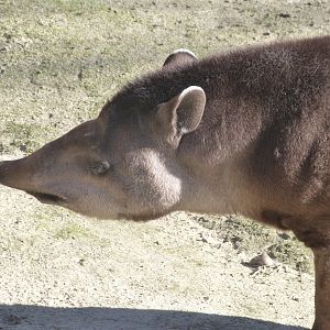 South American tapir -Zoo Aquarium de Madrid (2025)