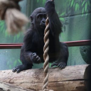 Gorilla baby learning the ropes