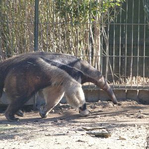 Giant anteater -Zoo Aquarium de Madrid (2025)