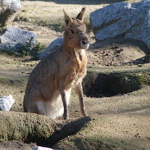 Patagonian mara -Zoo Aquarium de Madrid (2025)