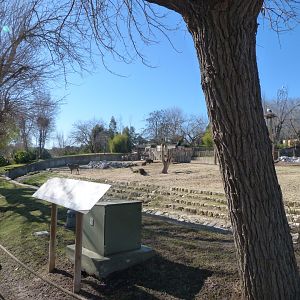 Rothschild’s giraffe, Black wildebeest and Burchell’s zebra exhibit -Zoo Aquarium de Madrid (2025)