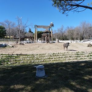 Rothschild’s giraffe, Black wildebeest and Burchell’s zebra exhibit -Zoo Aquarium de Madrid (2025)