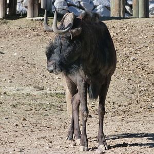 Black wildebeest -Zoo Aquarium de Madrid (2025)
