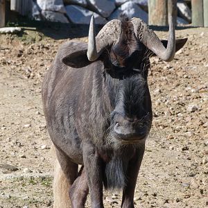 Black wildebeest -Zoo Aquarium de Madrid (2025)