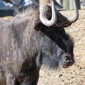 Black wildebeest -Zoo Aquarium de Madrid (2025)