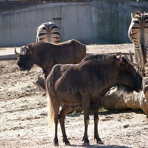 Black wildebeest -Zoo Aquarium de Madrid (2025)