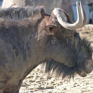 Black wildebeest -Zoo Aquarium de Madrid (2025)