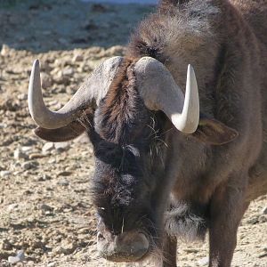 Black wildebeest -Zoo Aquarium de Madrid (2025)