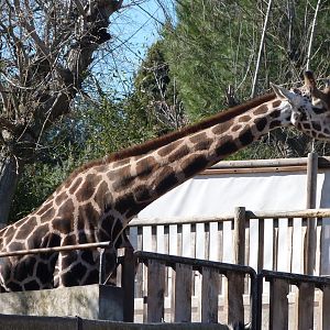 Rothschild’s giraffe -Zoo Aquarium de Madrid (2025)
