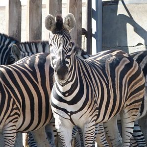 Burchell’s zebra -Zoo Aquarium de Madrid (2025)