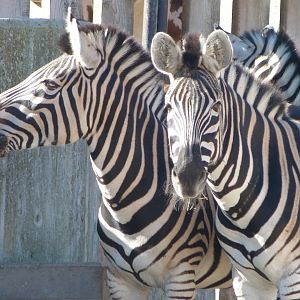 Burchell’s zebra -Zoo Aquarium de Madrid (2025)