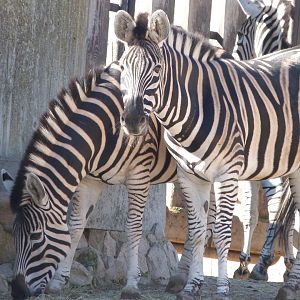 Burchell’s zebra -Zoo Aquarium de Madrid (2025)