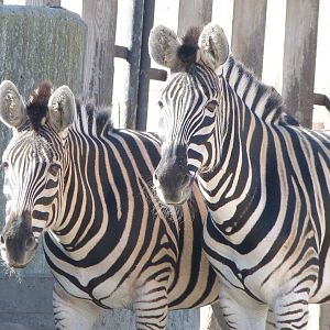 Burchell’s zebra -Zoo Aquarium de Madrid (2025)