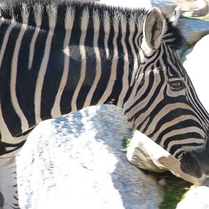 Burchell’s zebra -Zoo Aquarium de Madrid (2025)