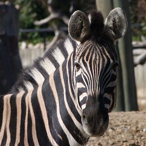 Burchell’s zebra -Zoo Aquarium de Madrid (2025)