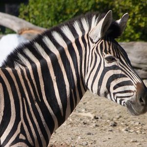 Burchell’s zebra -Zoo Aquarium de Madrid (2025)