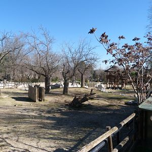 Rothschild’s giraffe, Black wildebeest and Burchell’s zebra exhibit -Zoo Aquarium de Madrid (2025)