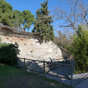 Barbary sheep exhibit -Zoo Aquarium de Madrid (2025)