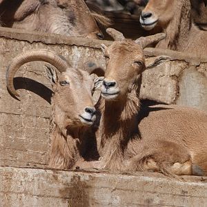 Barbary sheep -Zoo Aquarium de Madrid (2025)