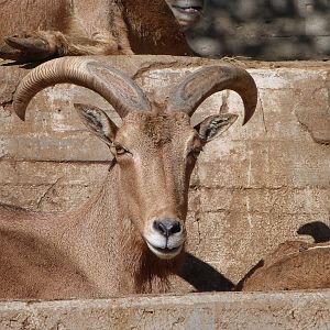 Barbary sheep -Zoo Aquarium de Madrid (2025)