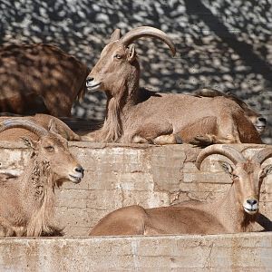 Barbary sheep -Zoo Aquarium de Madrid (2025)