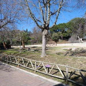 Bactrian camel exhibit -Zoo Aquarium de Madrid (2025)
