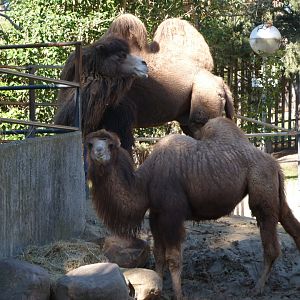 Bactrian camels -Zoo Aquarium de Madrid (2025)
