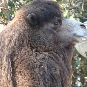 Bactrian camel -Zoo Aquarium de Madrid (2025)