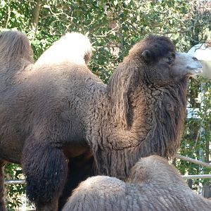 Bactrian camel -Zoo Aquarium de Madrid (2025)