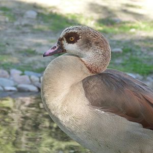 Egyptian goose -Zoo Aquarium de Madrid (2025)