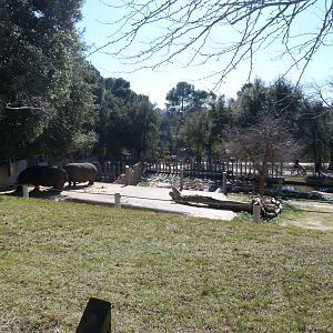 Common hippopotamus exhibit -Zoo Aquarium de Madrid (2025)