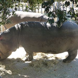 Common hippopotamuses -Zoo Aquarium de Madrid (2025)