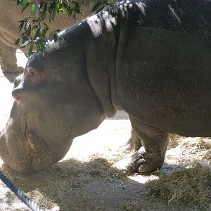 Common hippopotamus -Zoo Aquarium de Madrid (2025)