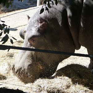 Common hippopotamus -Zoo Aquarium de Madrid (2025)