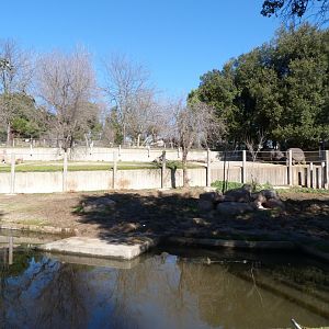 Common hippopotamus exhibit -Zoo Aquarium de Madrid (2025)