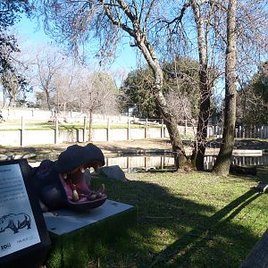 Common hippopotamus exhibit -Zoo Aquarium de Madrid (2025)