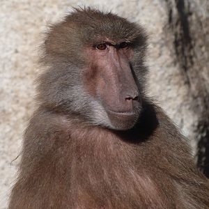 Hybrid baboon -Zoo Aquarium de Madrid (2025)