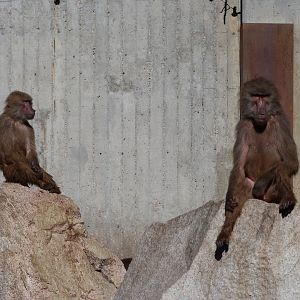 Hybrid baboons -Zoo Aquarium de Madrid (2025)