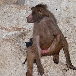 Hybrid baboon -Zoo Aquarium de Madrid (2025)