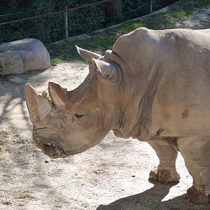 Southern white rhinoceros -Zoo Aquarium de Madrid (2025)