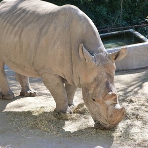 Southern white rhinoceros -Zoo Aquarium de Madrid (2025)