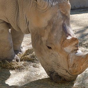 Southern white rhinoceros -Zoo Aquarium de Madrid (2025)